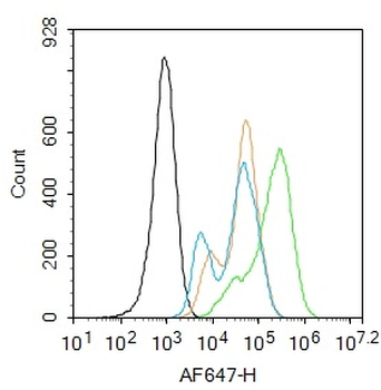SOD2 Rabbit Polyclonal Antibody