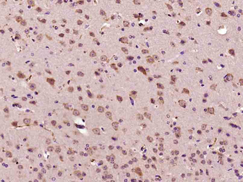 GPM6B Rabbit Polyclonal Antibody