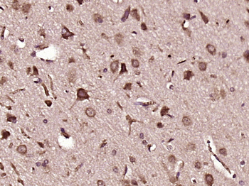 GPM6B Rabbit Polyclonal Antibody