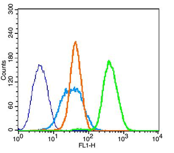 Bcl-2 Rabbit Polyclonal Antibody