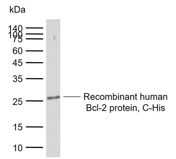 Bcl-2 Rabbit Polyclonal Antibody