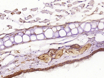 FRA1/FOSL1 Rabbit Polyclonal Antibody