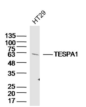 TESPA1 Rabbit Polyclonal Antibody