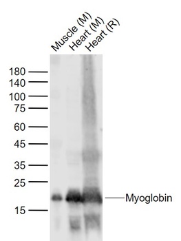 Myoglobin antibody