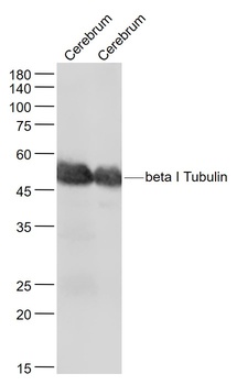 Beta I Tubulin antibody