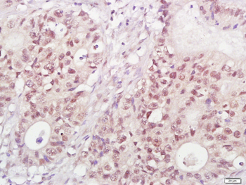 OCT-1 Mouse Monoclonal Antibody