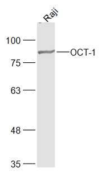 OCT-1 Mouse Monoclonal Antibody