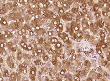 Cytokeratin 19 Mouse Monoclonal Antibody