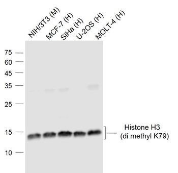 Histone H3(di Methyl K79) antibody
