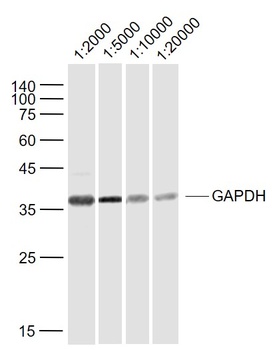 GAPDH-Loading Control antibody