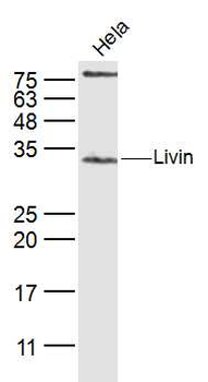 Livin Rabbit Polyclonal Antibody