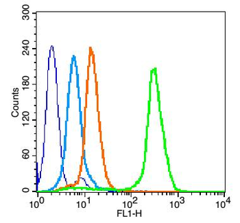 FUT4 Rabbit Polyclonal Antibody