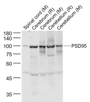 PSD95 antibody