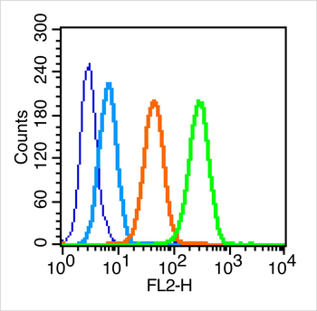 FSH receptor Rabbit Polyclonal Antibody