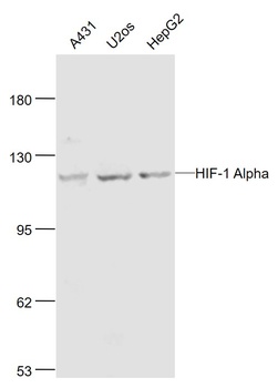 HIF-1 Alpha antibody