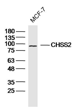 CHSS2 Rabbit Polyclonal Antibody