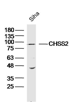 CHSS2 Rabbit Polyclonal Antibody