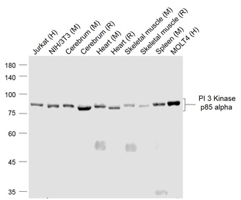 PI 3 Kinase P85 Alpha antibody
