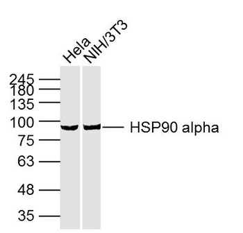 HSP90 Alpha antibody