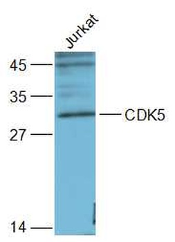 CDK5 antibody