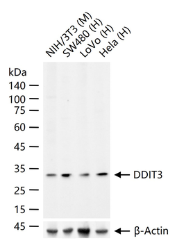 DDIT3 Rabbit Polyclonal Antibody