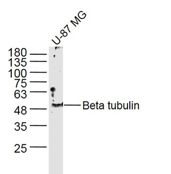 Beta Tubulin antibody