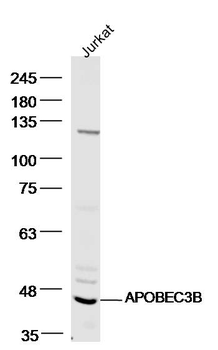 APOBEC3B Rabbit Polyclonal Antibody