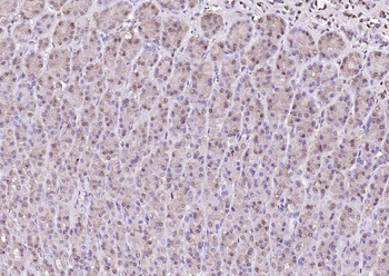 Notch1 Rabbit Polyclonal Antibody