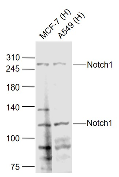 Notch1 Rabbit Polyclonal Antibody