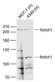 Notch1 antibody