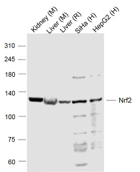 Nrf2 Rabbit Polyclonal Antibody
