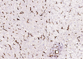 CD68 Rabbit Polyclonal Antibody