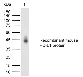 PD-L1 Rabbit Polyclonal Antibody