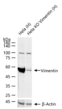 Vimentin Rabbit Polyclonal Antibody