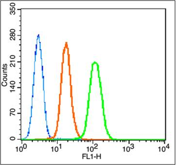 Caspase-9 Rabbit Polyclonal Antibody