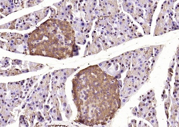 Caspase-9 antibody