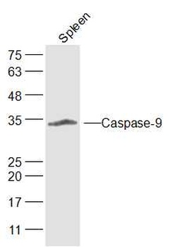 Caspase-9 antibody