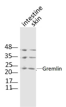 Gremlin Rabbit Polyclonal Antibody
