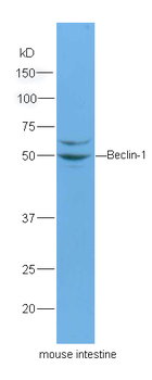 Beclin 1 Rabbit Polyclonal Antibody