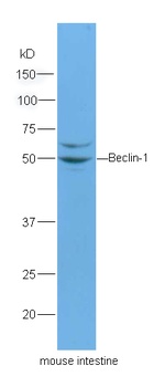 Beclin 1 antibody