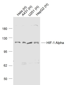 HIF-1 Alpha antibody