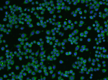 TUBB3 (Neuronal Marker) Rabbit Polyclonal Antibody
