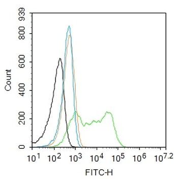 TUBB3 (Neuronal Marker) Rabbit Polyclonal Antibody