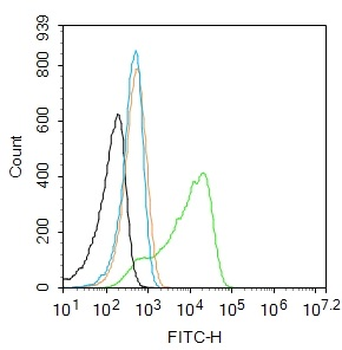 TUBB3 (Neuronal Marker) Rabbit Polyclonal Antibody