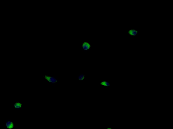TUBB3 (Neuronal Marker) Rabbit Polyclonal Antibody
