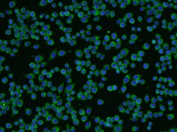 Tubulin beta 3 (Neuronal Marker) antibody