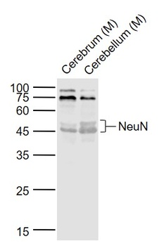 NeuN antibody