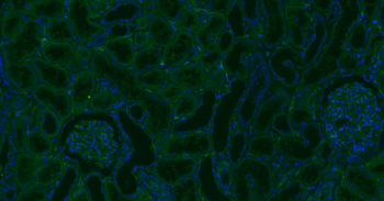 CD34 Rabbit Polyclonal Antibody