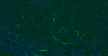 CD34 Rabbit Polyclonal Antibody