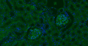 CD34 Rabbit Polyclonal Antibody